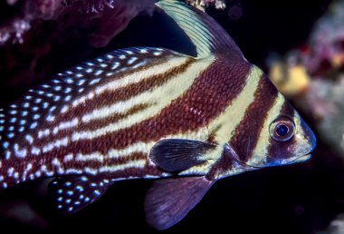 mercan resif üzerinde frogfish