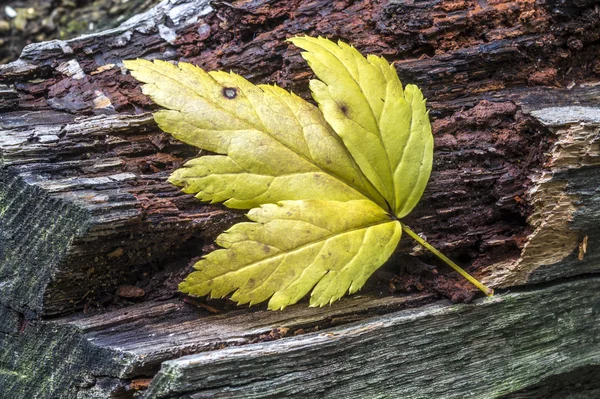 Feuilles d'automne Central Park — Photo