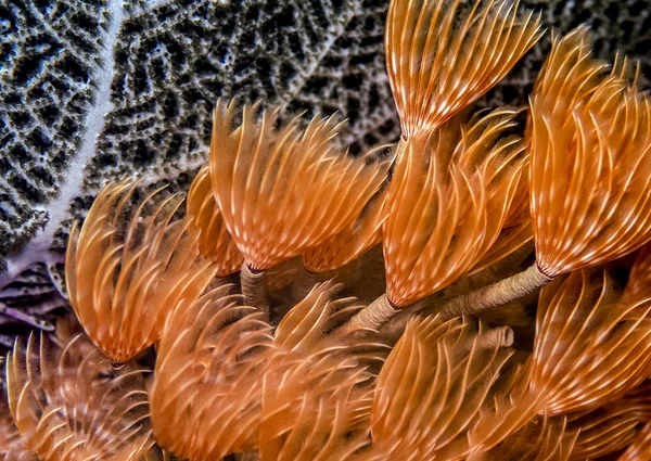 Sosyal tüy silgi, bispira brunnea — Stok fotoğraf