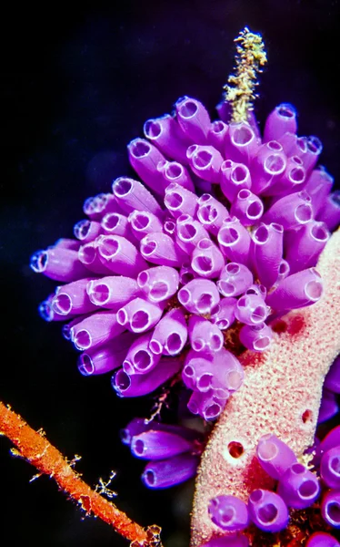 Blue Bell Tunicates — Stock Photo, Image