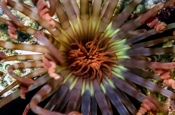 Banded Tube-dwelling anemone — Stock Photo, Image