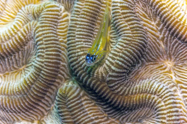 Goby pálido no recife de coral — Fotografia de Stock