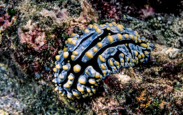 Phyllidia varicosa; sea slug — Stock Photo, Image