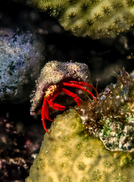 frogfish on coral reef