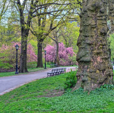 Central Park 'ta bahar, New York' ta çiçek açan kiraz ağaçları