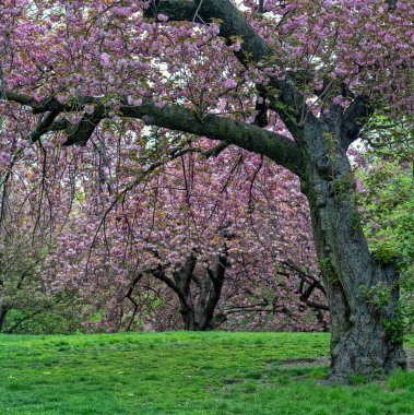 Central Park 'ta bahar, New York' ta çiçek açan kiraz ağaçları