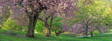 Central Park 'ta bahar, New York' ta çiçek açan kiraz ağaçları