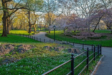 Central Park 'ta bahar, New York City, ilkbaharın başlarında açık gökyüzü ve kiraz çiçekleriyle