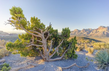 Central Park sonbahar yaprakları