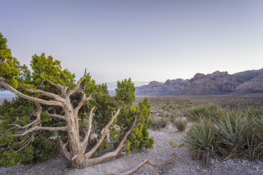 Central Park sonbahar yaprakları