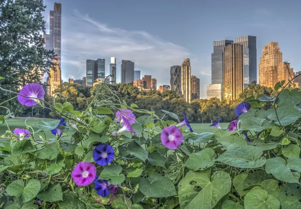 Central Park, New York City — Stock Photo, Image