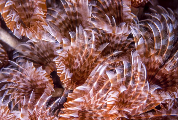 Sosyal tüy silgi, bispira brunnea — Stok fotoğraf