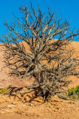 Canyonlands Milli Parkı, Utah ardıç