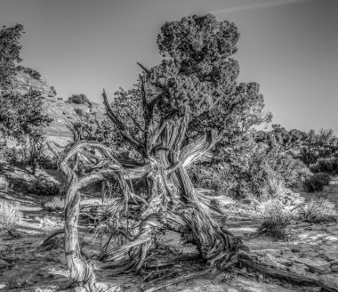 Canyonlands Milli Parkı, Utah ardıç