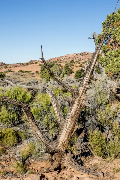 Taman Nasional Canyonlands, Utah juniper — Stok Foto