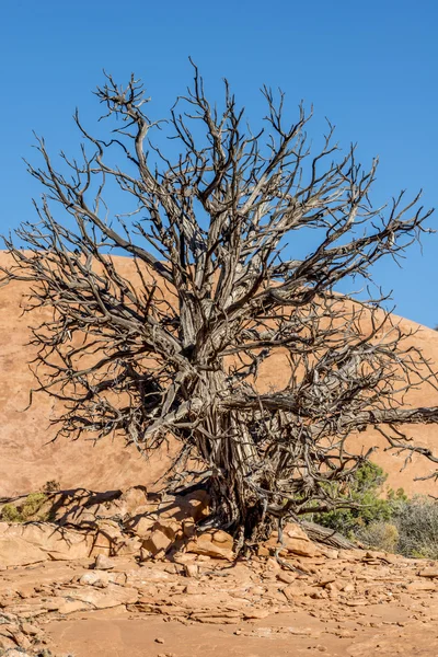 Canyonlands National Park, Utah juniper — Stock Photo, Image