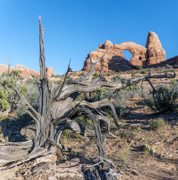 Arches National Park — Stock Photo, Image