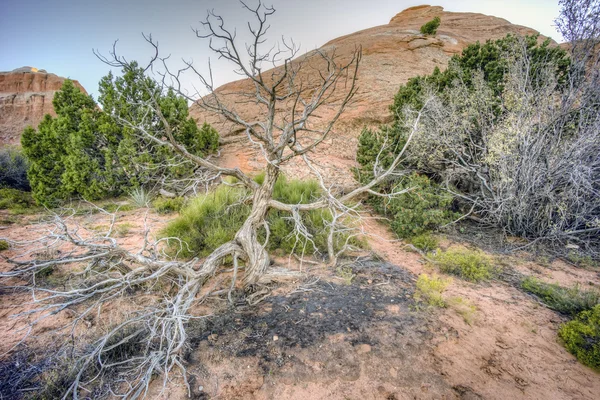 Arches National Park — Stock Photo, Image