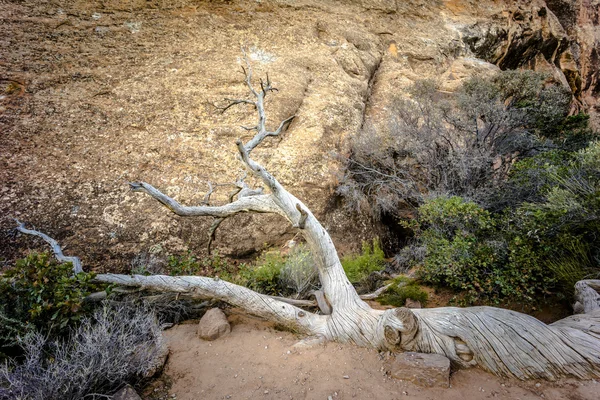 Arches National Park — Stock Photo, Image