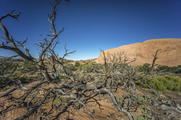 Canyonlands National Park — Stock Photo, Image