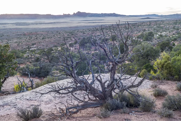 Arches National Park — Stock Photo, Image