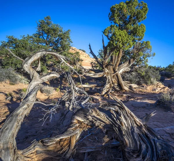 Taman Nasional Canyonland — Stok Foto