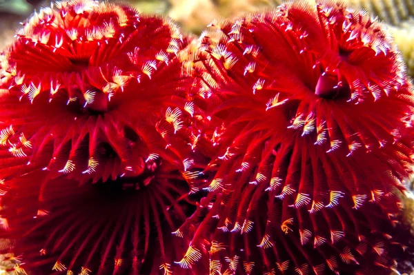 Spirobranchus giganteus, σκουλήκια χριστουγεννιάτικων δέντρων Royalty Free Φωτογραφίες Αρχείου