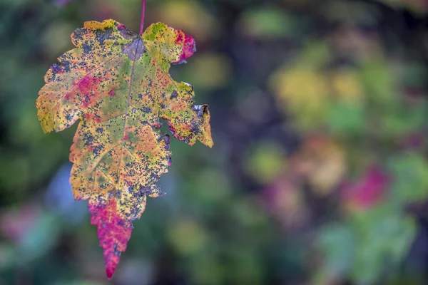Autumn leaves Central Park — Stock Photo, Image