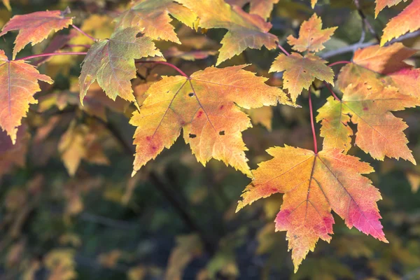 Herbstliche Ahornblätter — Stockfoto