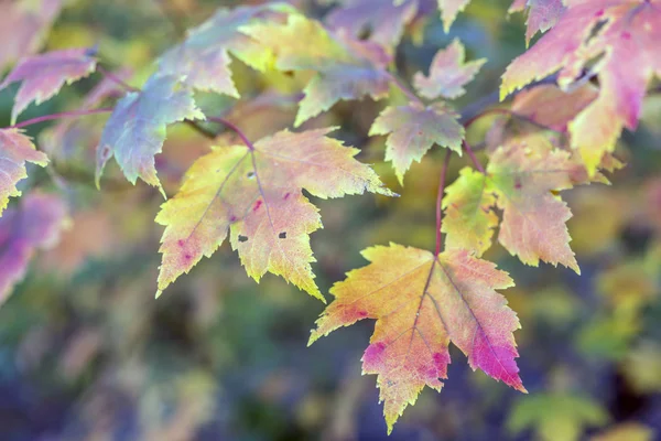 Herbstliche Ahornblätter — Stockfoto