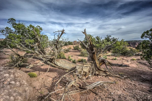 Canyonlands National Park — Stock Photo, Image