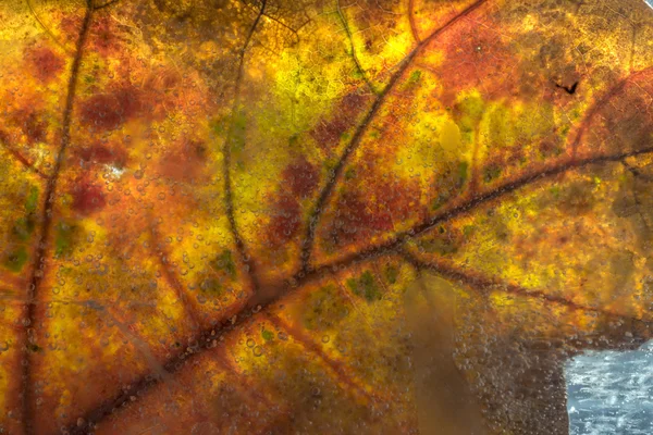 Podzimní listí dub — Stock fotografie