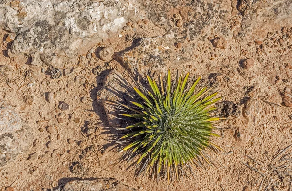 Canyonlands Desert surface — Stock Photo, Image