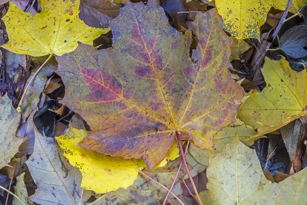 Autumn leaves on ground — Stock Photo, Image