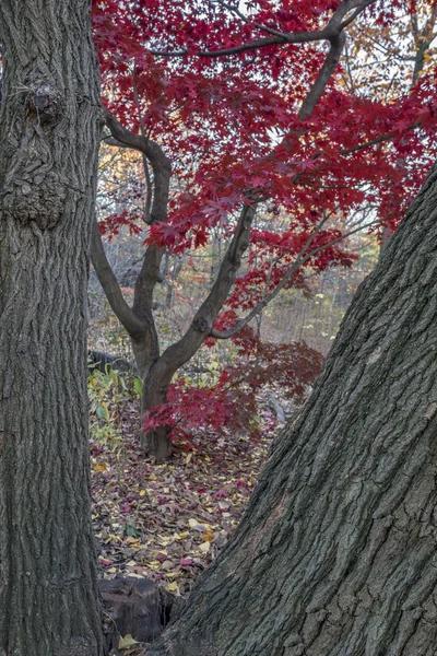 Japanse esdoorn esdoorn — Stockfoto