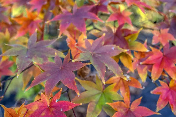 Acero palmatum giapponese — Foto Stock