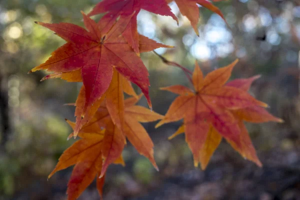 Japonês Maple Acer palmatum — Fotografia de Stock