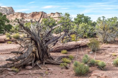 Canyonlands Milli Parkı