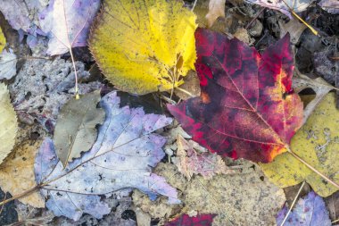 Orman katta sonbahar yaprakları