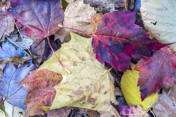 Foglie autunnali sul fondo della foresta — Foto Stock