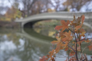 Sonbahar Bridge'de yay
