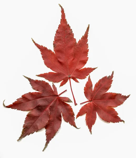 Japanischer Ahorn acer palmatum — Stockfoto