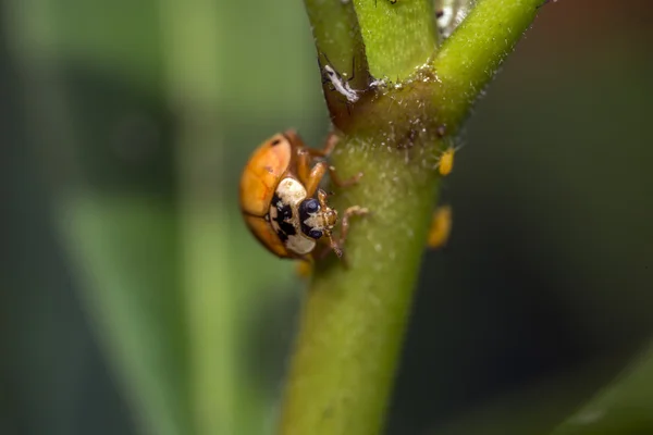 Ladybug в саду — стоковое фото