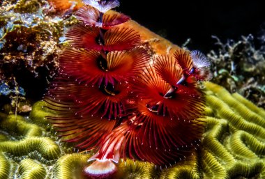 Spirobranchus Giganteus, Noel ağacı solucanları.