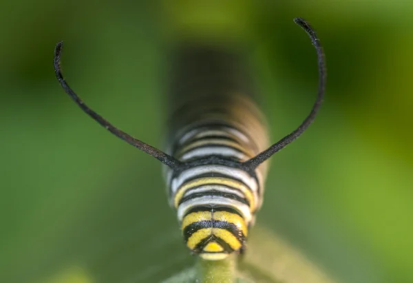 Monarchn Caterpillar, larw, Lepidoptera — Zdjęcie stockowe