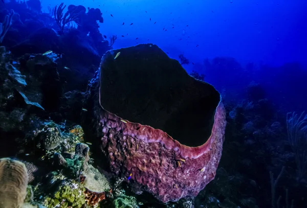 Giant barrel sponge — Stock Photo, Image