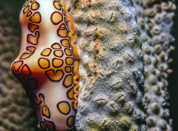 Underwater coral reef
