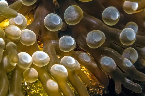 Anêmonas do mar Atlântico — Fotografia de Stock