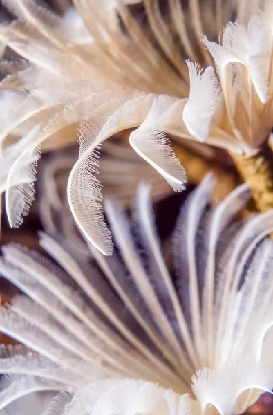 Social feather duster, Bispira brunnea — Stock Photo, Image