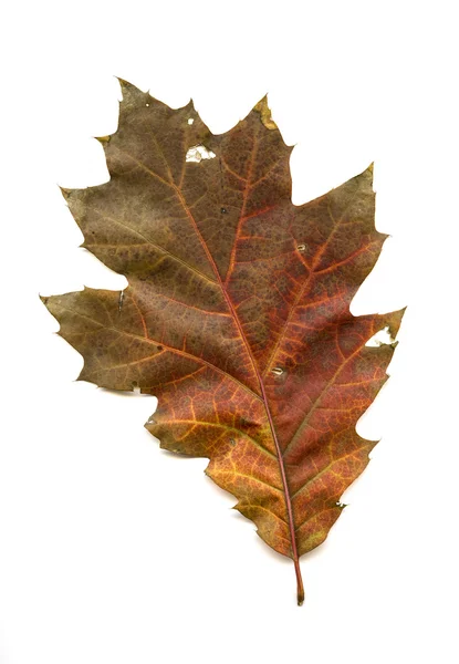 Hoja de roble sobre blanco — Foto de Stock